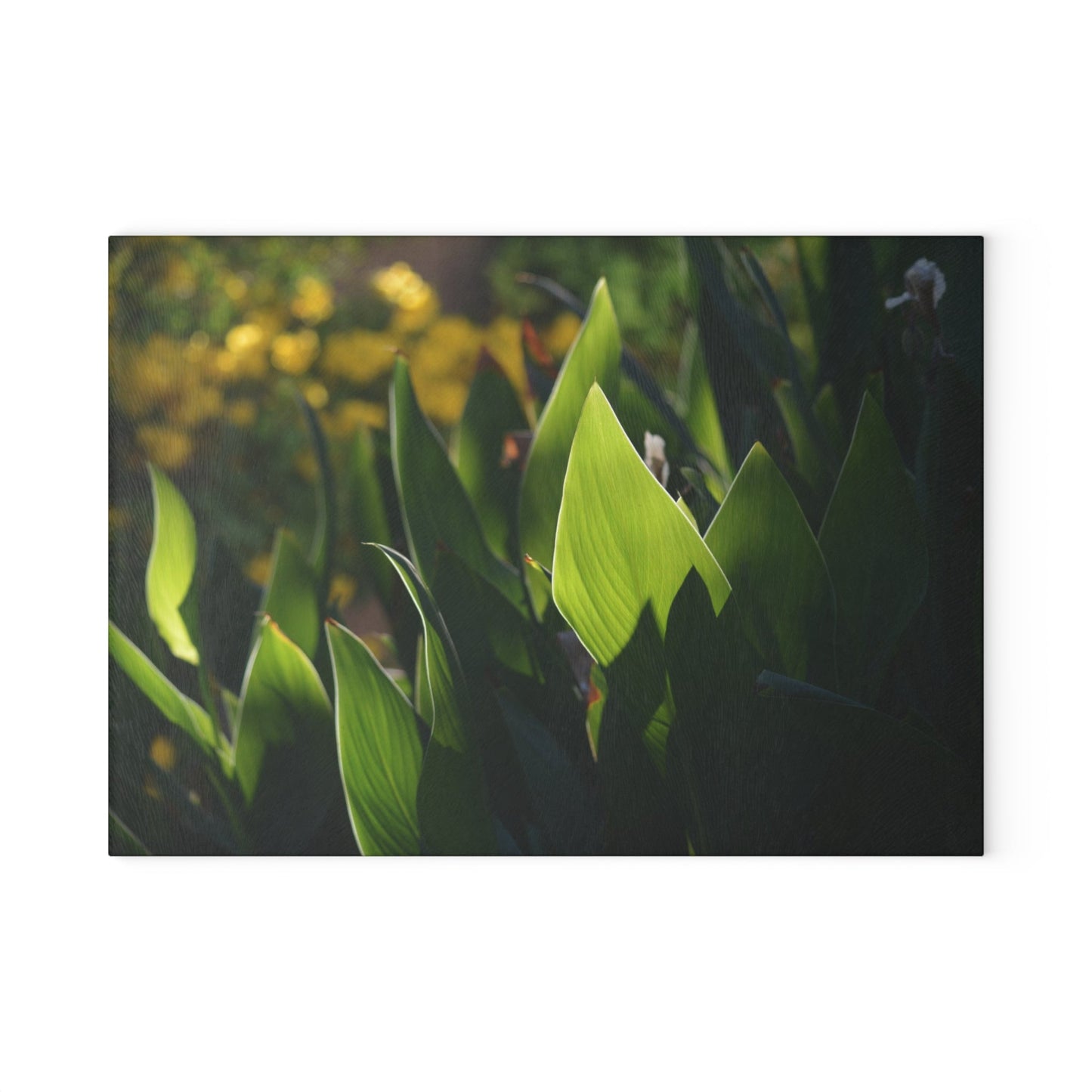 Parker Backyard [Glass Cutting Board]